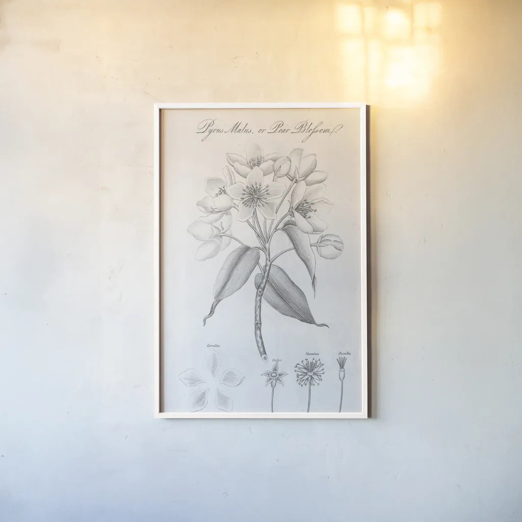 Elements of Botany VIII by Wild Apple Portfolio. shown as a paper print in a white frame. Available as a archival giclee rolled canvas, fine art paper, or poster print. SKU 39007h.