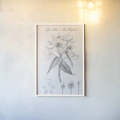 Elements of Botany VIII by Wild Apple Portfolio. shown as a paper print in a white frame. Available as a archival giclee rolled canvas, fine art paper, or poster print. SKU 39007h.