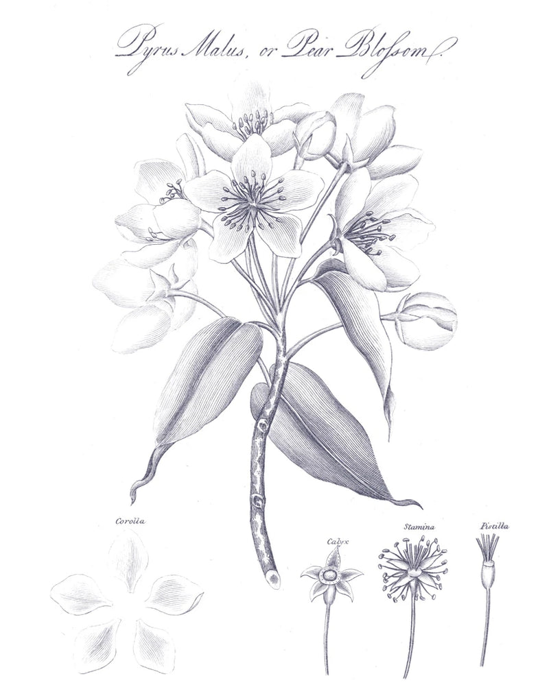 Elements of Botany VIII Blue by Wild Apple Portfolio