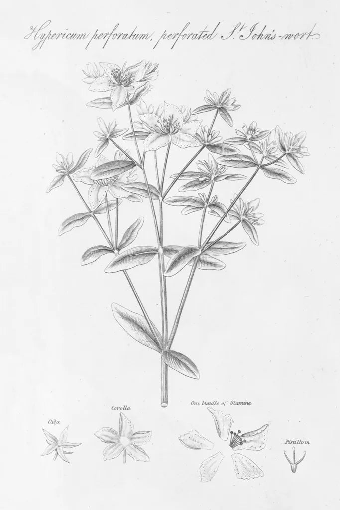 Elements of Botany X by Wild Apple Portfolio. SKU 39009h. Archival Giclee Fine art print for wall decor.