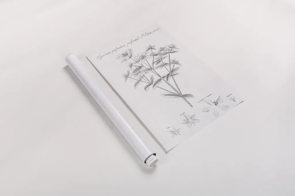 Elements of Botany X by Wild Apple Portfolio. shown as a rolled paper print. Available as archival giclee rolled canvas, fine art paper, or poster print. SKU 39009h.