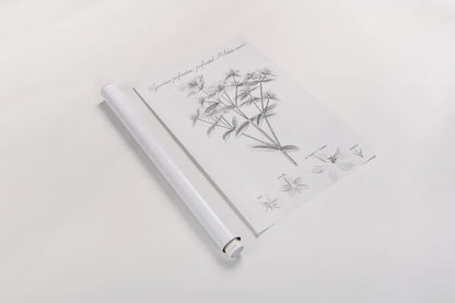 Elements of Botany X by Wild Apple Portfolio. shown as a rolled paper print. Available as archival giclee rolled canvas, fine art paper, or poster print. SKU 39009h.