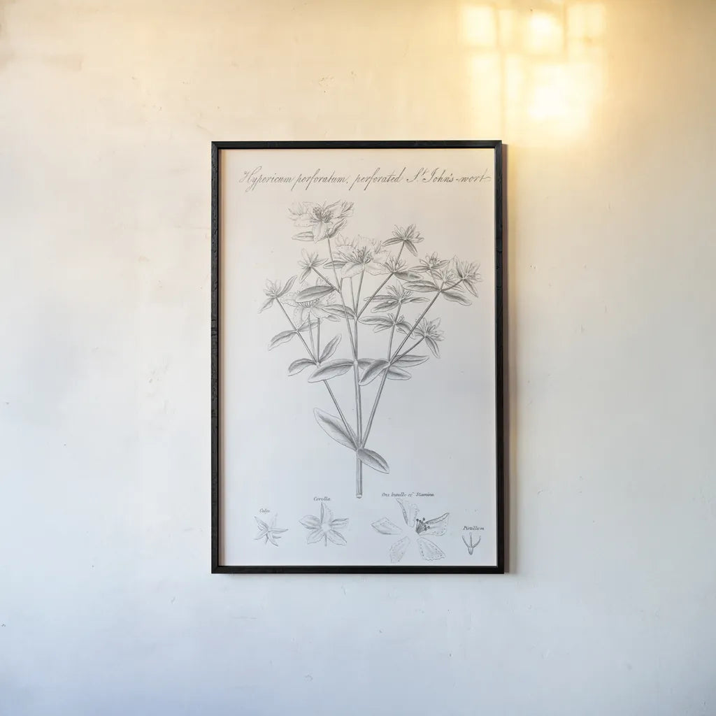 Elements of Botany X by Wild Apple Portfolio. shown as a paper print in a black flame. Available as a archival giclee rolled canvas, fine art paper, or poster print. SKU 39009h.