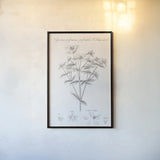 Elements of Botany X by Wild Apple Portfolio. shown as a paper print in a black flame. Available as a archival giclee rolled canvas, fine art paper, or poster print. SKU 39009h.