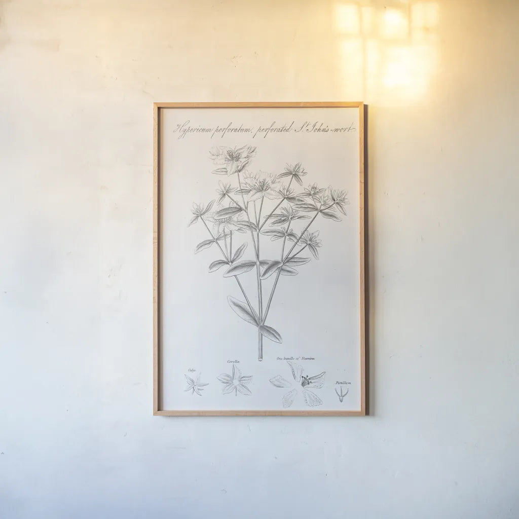 Elements of Botany X by Wild Apple Portfolio. shown as a paper print in a natural frame. Available as a archival giclee rolled canvas, fine art paper, or poster print. SKU 39009h.