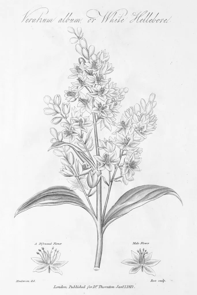 Elements of Botany XI by Wild Apple Portfolio. SKU 39010h. Archival Giclee Fine art print for wall decor.