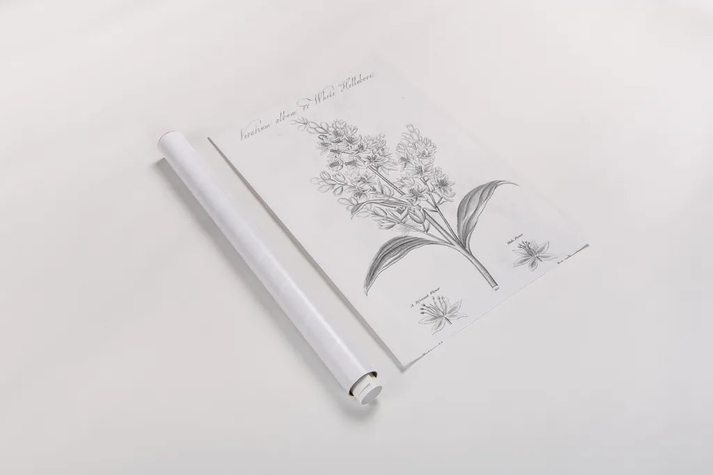 Elements of Botany XI by Wild Apple Portfolio. shown as a rolled paper print. Available as archival giclee rolled canvas, fine art paper, or poster print. SKU 39010h.