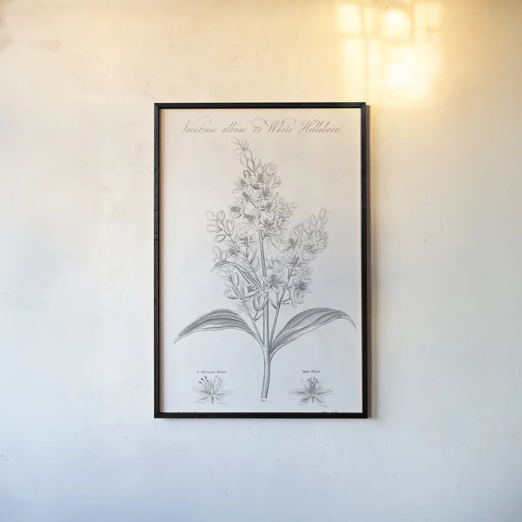 Elements of Botany XI by Wild Apple Portfolio. shown as a paper print in a black flame. Available as a archival giclee rolled canvas, fine art paper, or poster print. SKU 39010h.