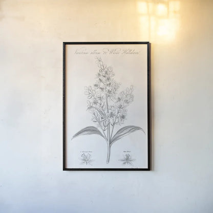 Elements of Botany XI by Wild Apple Portfolio. shown as a paper print in a black flame. Available as a archival giclee rolled canvas, fine art paper, or poster print. SKU 39010h.