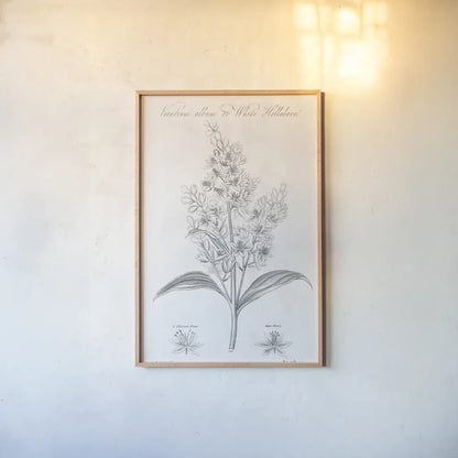 Elements of Botany XI by Wild Apple Portfolio. shown as a paper print in a natural frame. Available as a archival giclee rolled canvas, fine art paper, or poster print. SKU 39010h.