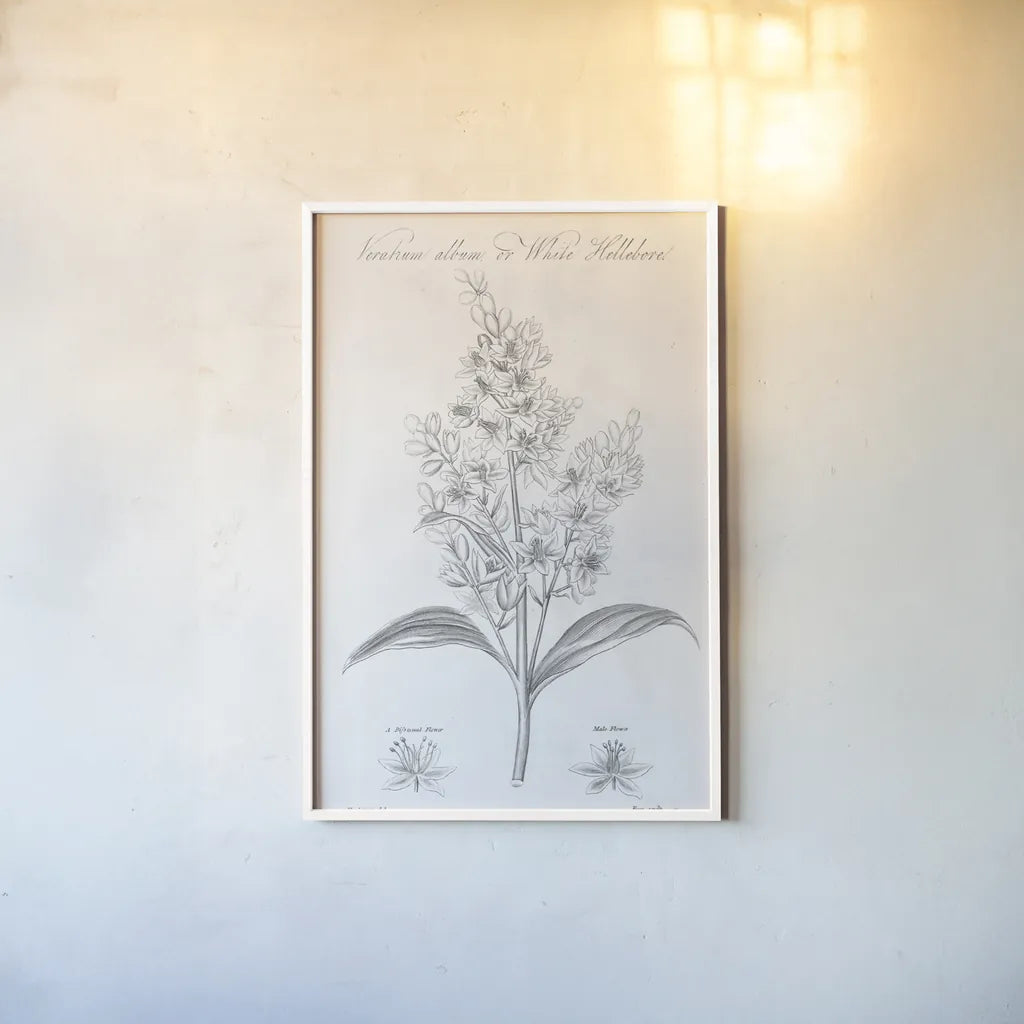 Elements of Botany XI by Wild Apple Portfolio. shown as a paper print in a white frame. Available as a archival giclee rolled canvas, fine art paper, or poster print. SKU 39010h.