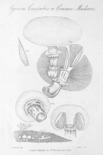 Elements of Botany XII by Wild Apple Portfolio. SKU 39011h. Archival Giclee Fine art print for wall decor.