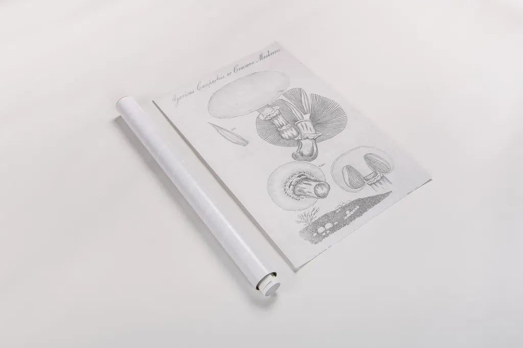 Elements of Botany XII by Wild Apple Portfolio. shown as a rolled paper print. Available as archival giclee rolled canvas, fine art paper, or poster print. SKU 39011h.