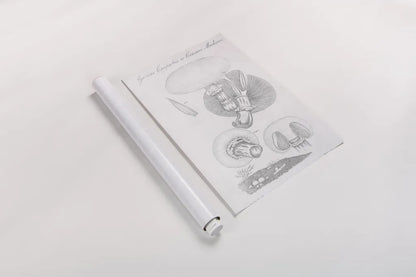 Elements of Botany XII by Wild Apple Portfolio. shown as a rolled paper print. Available as archival giclee rolled canvas, fine art paper, or poster print. SKU 39011h.