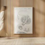 Elements of Botany XII by Wild Apple Portfolio. shown as over sized large wall art. Available as an archival giclee rolled canvas, fine art paper, or poster print. SKU 39011h.