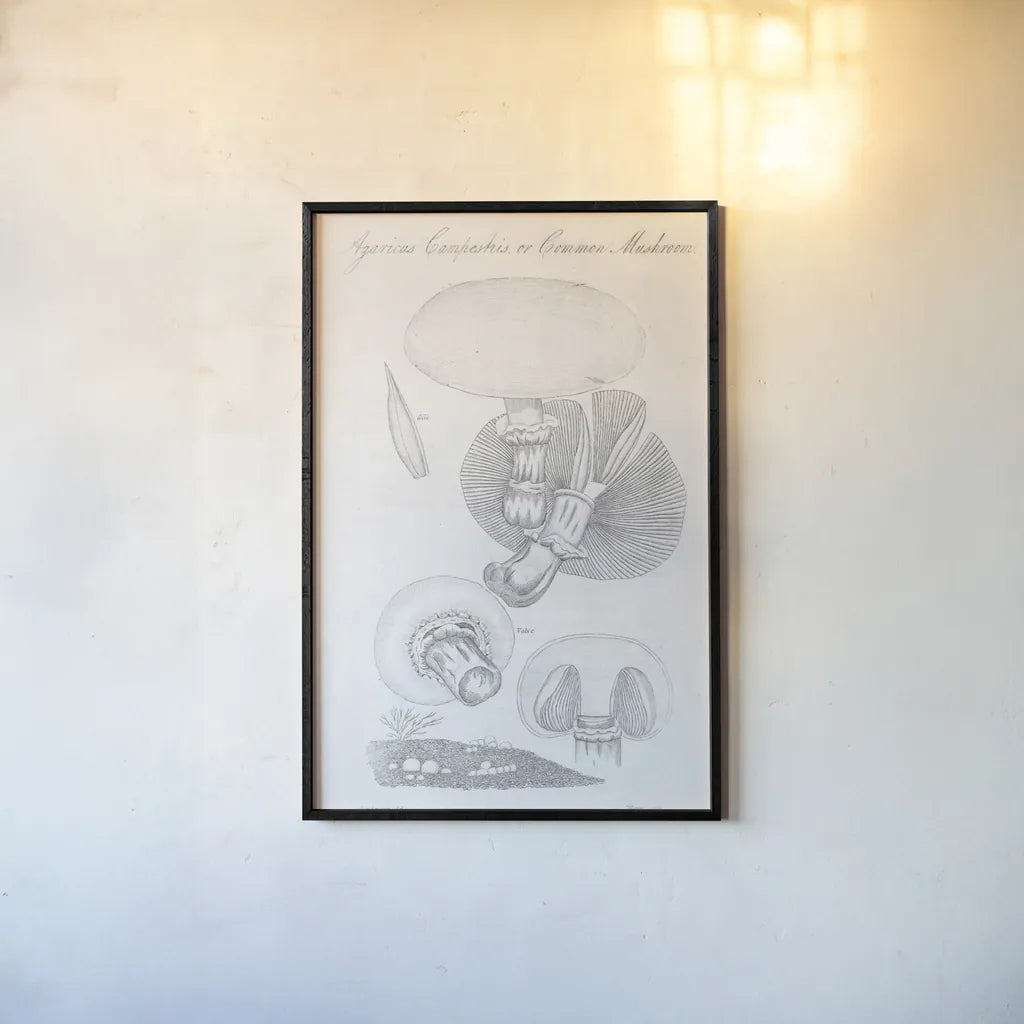 Elements of Botany XII by Wild Apple Portfolio. shown as a paper print in a black flame. Available as a archival giclee rolled canvas, fine art paper, or poster print. SKU 39011h.