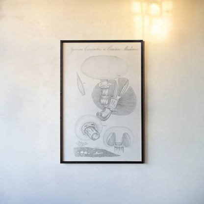 Elements of Botany XII by Wild Apple Portfolio. shown as a paper print in a black flame. Available as a archival giclee rolled canvas, fine art paper, or poster print. SKU 39011h.