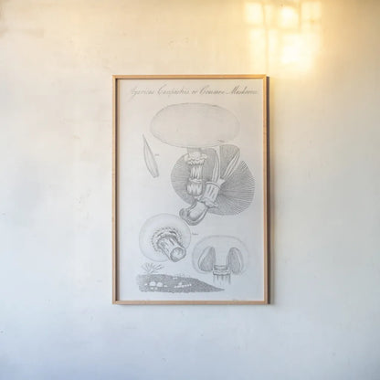 Elements of Botany XII by Wild Apple Portfolio. shown as a paper print in a natural frame. Available as a archival giclee rolled canvas, fine art paper, or poster print. SKU 39011h.