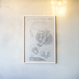 Elements of Botany XII by Wild Apple Portfolio. shown as a paper print in a white frame. Available as a archival giclee rolled canvas, fine art paper, or poster print. SKU 39011h.