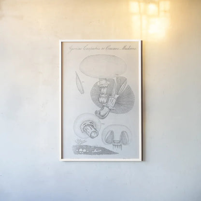 Elements of Botany XII by Wild Apple Portfolio. shown as a paper print in a white frame. Available as a archival giclee rolled canvas, fine art paper, or poster print. SKU 39011h.