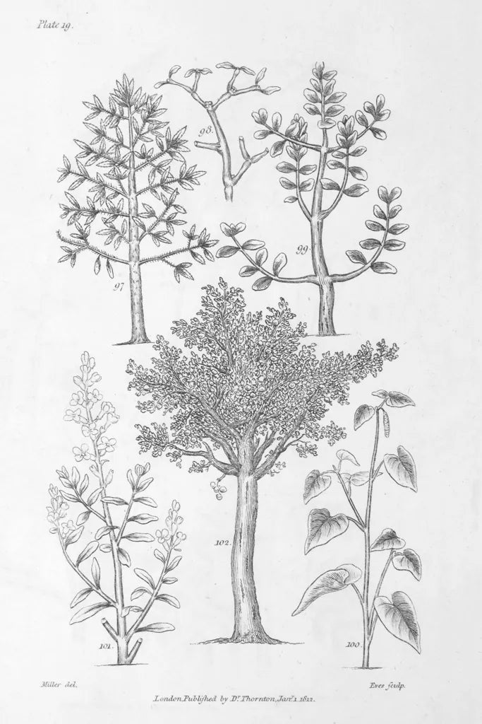 Elements of Botany XIII by Wild Apple Portfolio. SKU 39012h. Archival Giclee Fine art print for wall decor.