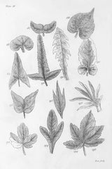 Elements of Botany XIV by Wild Apple Portfolio. SKU 39013h. Archival Giclee Fine art print for wall decor.
