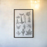 Elements of Botany XIV by Wild Apple Portfolio. shown as a paper print in a black flame. Available as a archival giclee rolled canvas, fine art paper, or poster print. SKU 39013h.