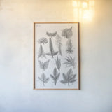 Elements of Botany XIV by Wild Apple Portfolio. shown as a paper print in a natural frame. Available as a archival giclee rolled canvas, fine art paper, or poster print. SKU 39013h.