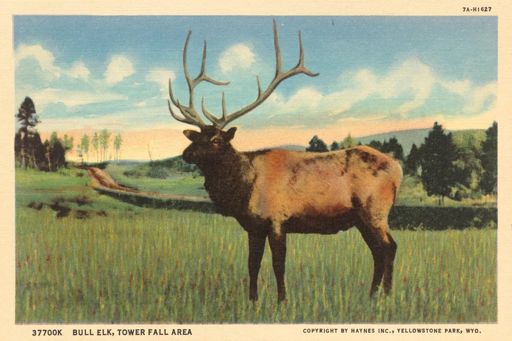 Elk I Crop by Wild Apple Portfolio. SKU 70115i. Archival Giclee Fine art print for wall decor.
