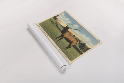 Elk I Crop by Wild Apple Portfolio. shown as a rolled paper print. Available as archival giclee rolled canvas, fine art paper, or poster print. SKU 70115i.