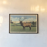 Elk I Crop by Wild Apple Portfolio. shown as a paper print in a black flame. Available as a archival giclee rolled canvas, fine art paper, or poster print. SKU 70115i.