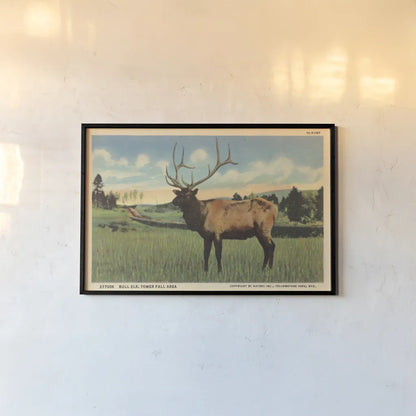 Elk I Crop by Wild Apple Portfolio. shown as a paper print in a black flame. Available as a archival giclee rolled canvas, fine art paper, or poster print. SKU 70115i.