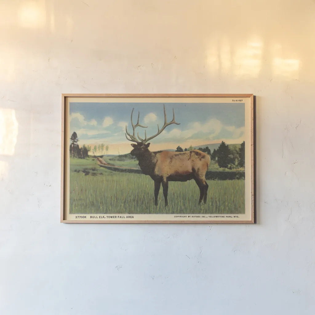 Elk I Crop by Wild Apple Portfolio. shown as a paper print in a natural frame. Available as a archival giclee rolled canvas, fine art paper, or poster print. SKU 70115i.