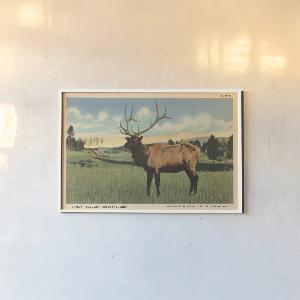 Elk I Crop by Wild Apple Portfolio. shown as a paper print in a white frame. Available as a archival giclee rolled canvas, fine art paper, or poster print. SKU 70115i.