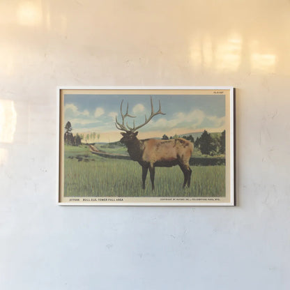 Elk I Crop by Wild Apple Portfolio. shown as a paper print in a white frame. Available as a archival giclee rolled canvas, fine art paper, or poster print. SKU 70115i.