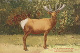 Elk II by Wild Apple Portfolio. SKU 96707i. Archival Giclee Fine art print for wall decor.