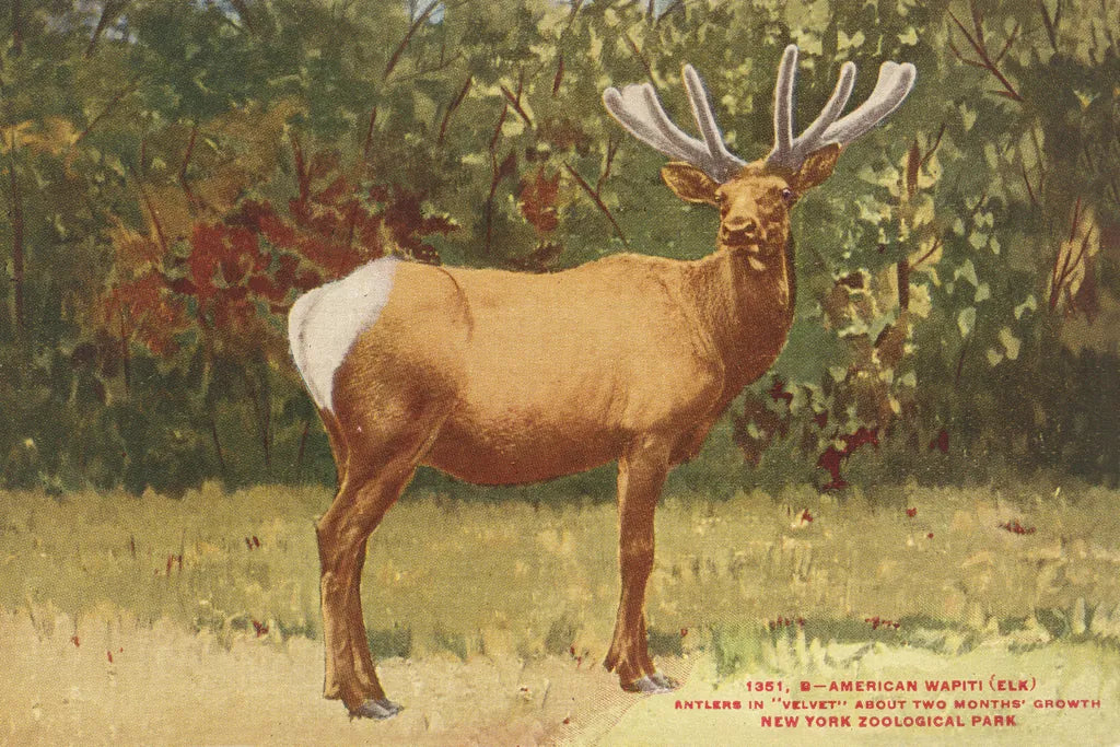 Elk II by Wild Apple Portfolio. SKU 96707i. Archival Giclee Fine art print for wall decor.