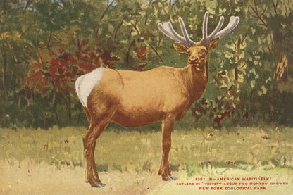 Elk II by Wild Apple Portfolio. SKU 96707i. Archival Giclee Fine art print for wall decor.