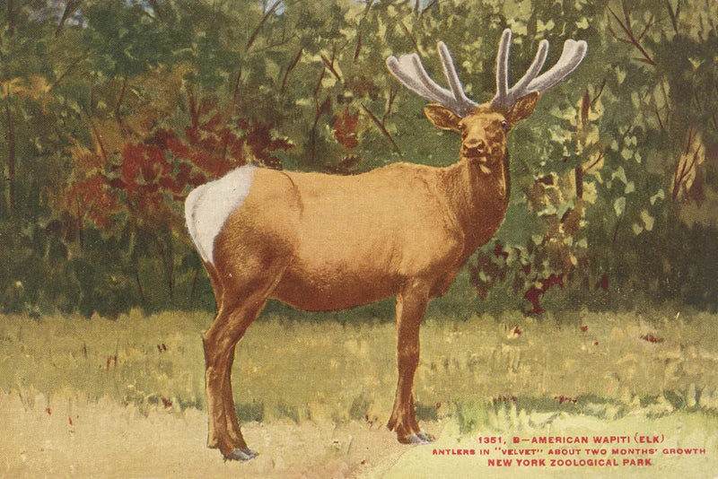 Elk II by Wild Apple Portfolio. SKU 96707i. Archival Giclee Fine art print for wall decor.