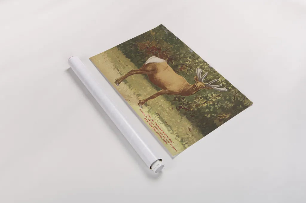 Elk II by Wild Apple Portfolio. shown as a rolled paper print. Available as archival giclee rolled canvas, fine art paper, or poster print. SKU 96707i.