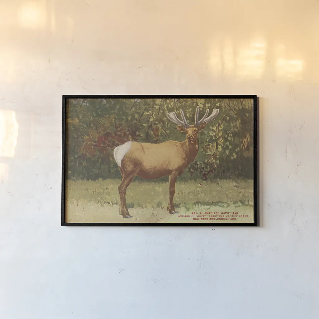 Elk II by Wild Apple Portfolio. shown as a paper print in a black flame. Available as a archival giclee rolled canvas, fine art paper, or poster print. SKU 96707i.
