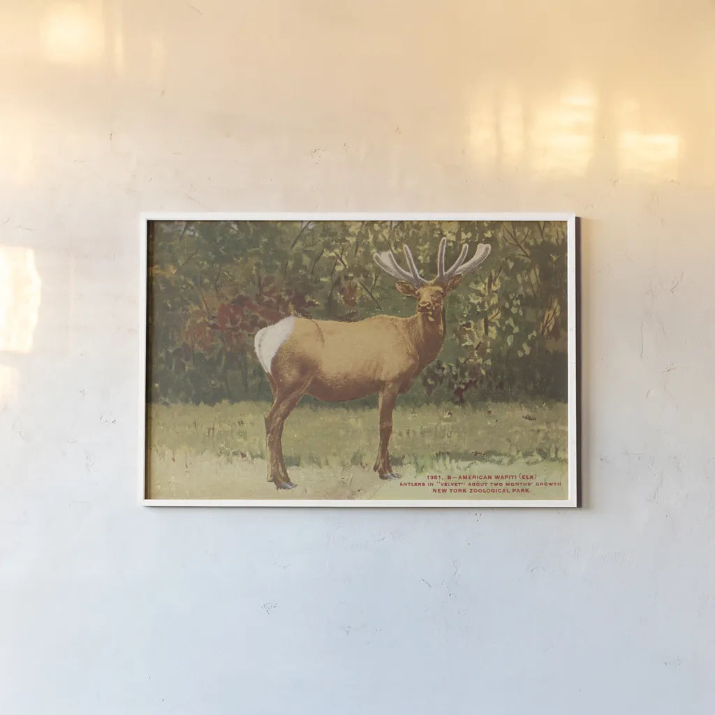 Elk II by Wild Apple Portfolio. shown as a paper print in a white frame. Available as a archival giclee rolled canvas, fine art paper, or poster print. SKU 96707i.