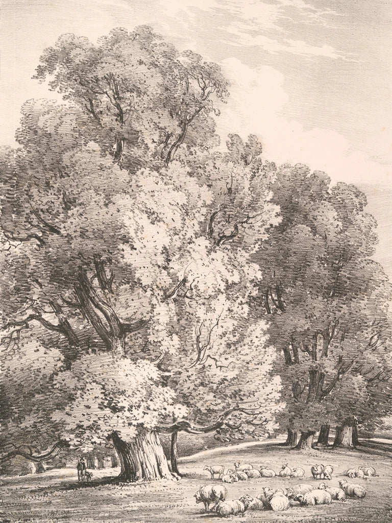 Elm Trees in Holme Park by Wild Apple Portfolio