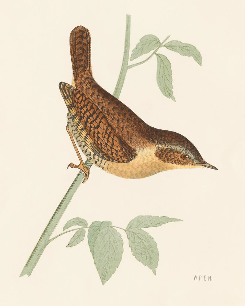 Engraved Birds I by Wild Apple Portfolio