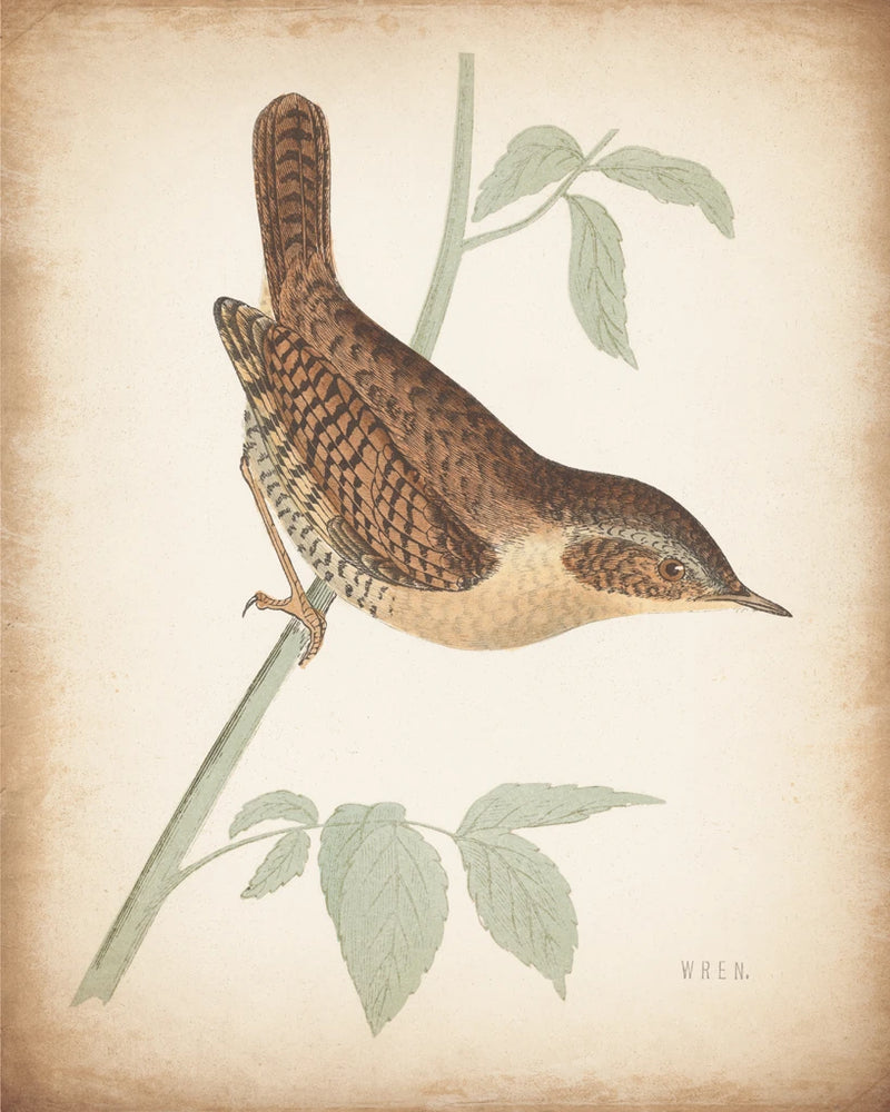 Engraved Birds I Aged by Wild Apple Portfolio