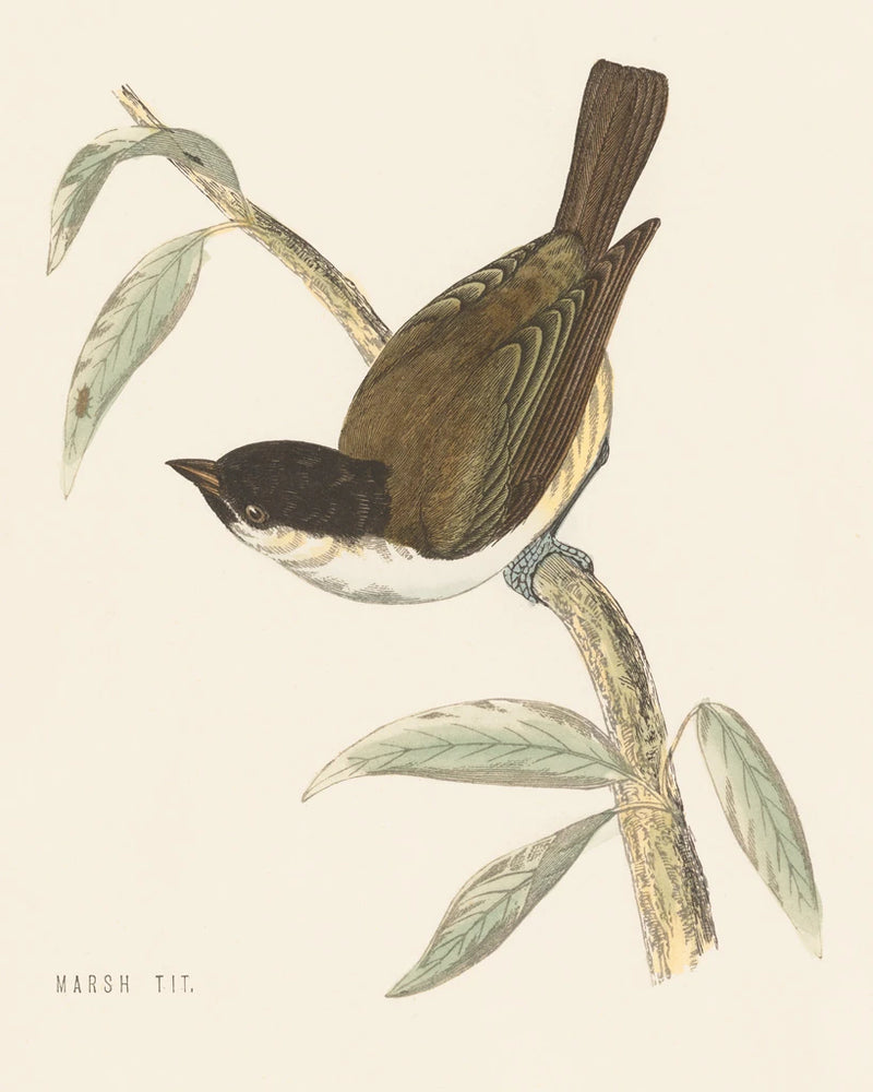 Engraved Birds II by Wild Apple Portfolio
