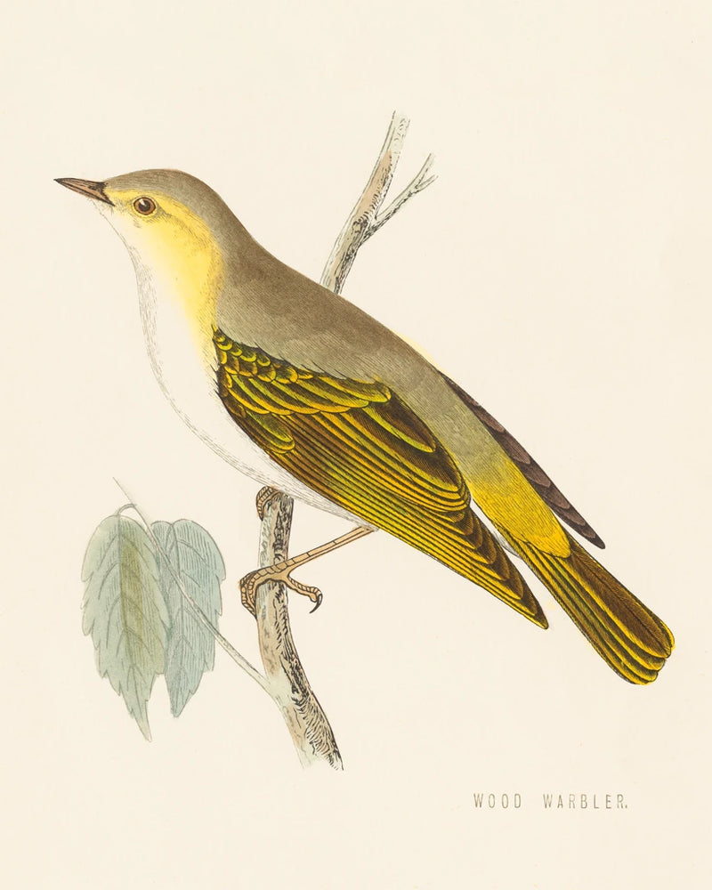Engraved Birds III by Wild Apple Portfolio