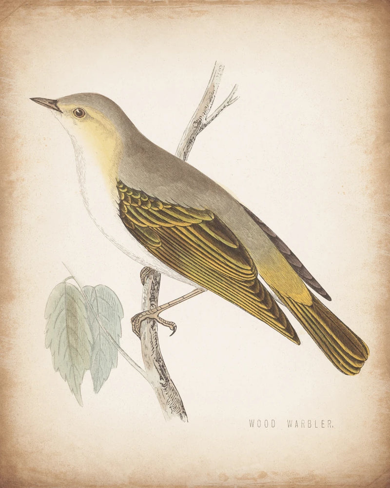 Engraved Birds III Aged by Wild Apple Portfolio