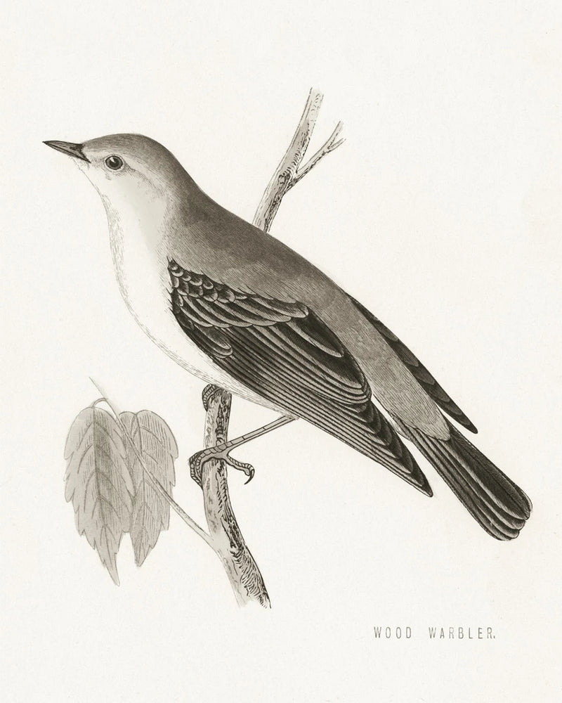 Engraved Birds III BW by Wild Apple Portfolio