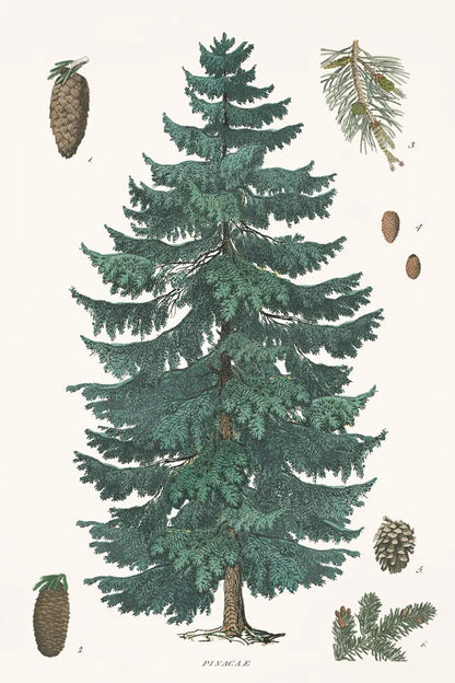 Evergreen Botanical Chart by Wild Apple Portfolio. SKU 79989h. Archival Giclee Fine art print for wall decor.